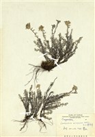 藏品(玉山薄雪草)的圖片